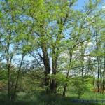 Okazała robinia akacjowa…